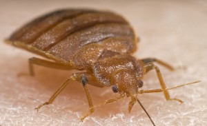 bed bug exterminator mississauga