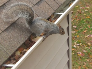 squirrel_removal_mississauga